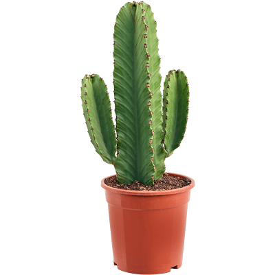 Растение горшечное Молочай/Euphorbia ingens