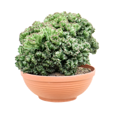 Euphorbia lactea 'Cristata' (30-40)