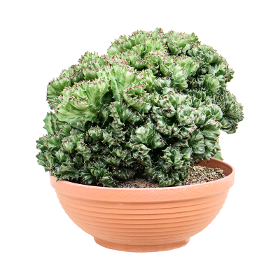 Растение горшечное Молочай/Euphorbia lactea 'Cristata' (30-40)