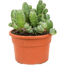 Euphorbia resinifera