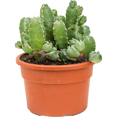 Растение горшечное Молочай/Euphorbia resinifera