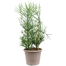 Euphorbia tirucalli