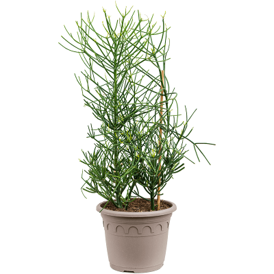 Растение горшечное Молочай/Euphorbia tirucalli