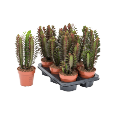 Euphorbia trigona 'Rubra' 6/tray