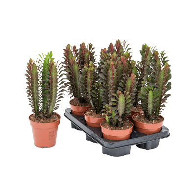 Растение горшечное Молочай/Euphorbia trigona 'Rubra' 6/tray