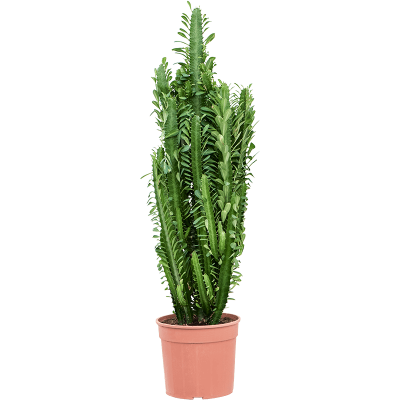 Растение горшечное Молочай/Euphorbia trigona