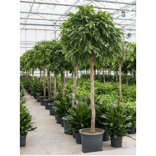 Ficus binnendijkii 'Amstel King'