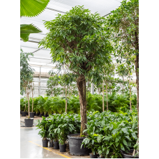 Ficus binnendijkii 'Amstel King'