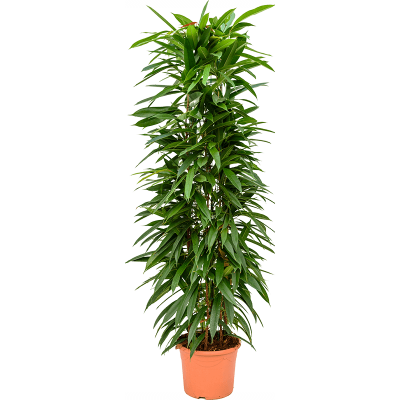Растение горшечное Фикус/Ficus binnendijkii 'Amstel King'