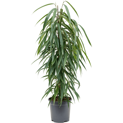 Растение горшечное Фикус/Ficus binnendijkii 'Alii'
