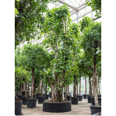 Ficus altissima