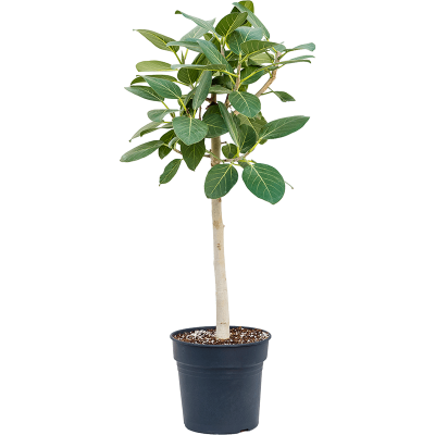 Растение горшечное Фикус/Ficus benghalensis 'Audrey'