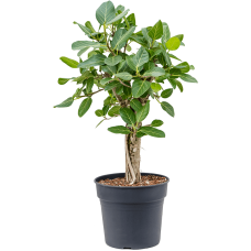 Ficus benghalensis 'Audrey'