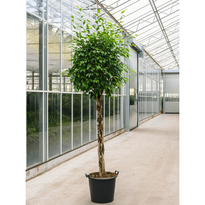 Растение горшечное Фикус/Ficus benjamina 'Exotica'