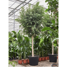Ficus benjamina 'Exotica' (400-450)