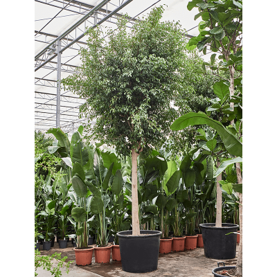 Растение горшечное Фикус/Ficus benjamina 'Exotica' (400-450)