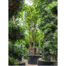 Ficus benghalensis