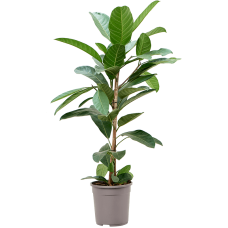 Ficus benghalensis 'Roy'