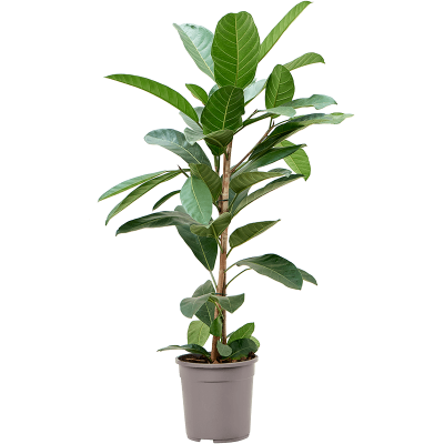 Растение горшечное Фикус/Ficus benghalensis 'Roy'