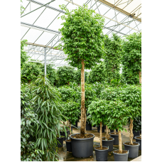 Ficus benjamina columnar