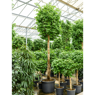 Растение горшечное Фикус/Ficus benjamina columnar