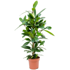 Ficus cyathistipula