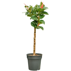 Ficus elastica 'Cloe'