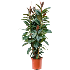 Ficus elastica 'Melany‘