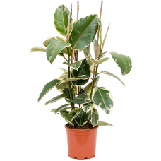 Ficus elastica 'Tineke'