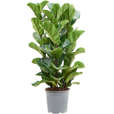 Растение горшечное Фикус/Ficus lyrata 'Bambino'
