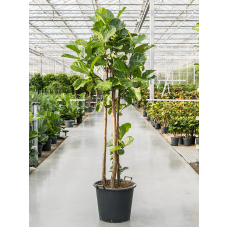 Ficus lyrata