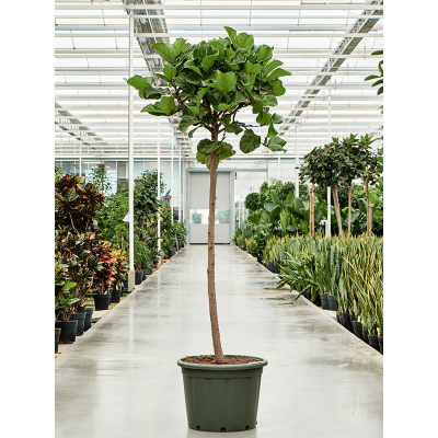 Растение горшечное Фикус/Ficus lyrata (200-240)