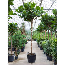 Ficus lyrata