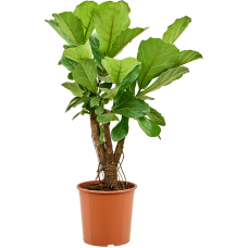 Ficus lyrata