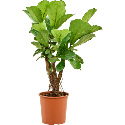 Растение горшечное Фикус/Ficus lyrata