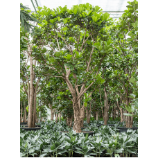 Ficus lyrata