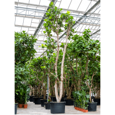 Ficus lyrata