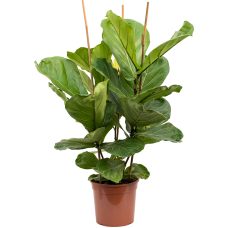 Ficus lyrata