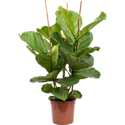 Растение горшечное Фикус/Ficus lyrata