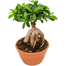 Ficus microcarpa 'Ginseng'