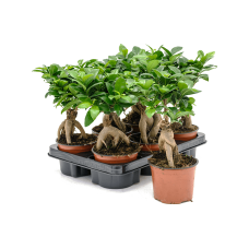 Ficus microcarpa 'Ginseng' 6/tray