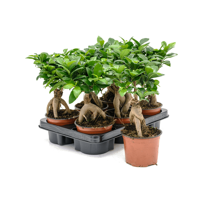 Растение горшечное Фикус/Ficus microcarpa 'Ginseng' 6/tray