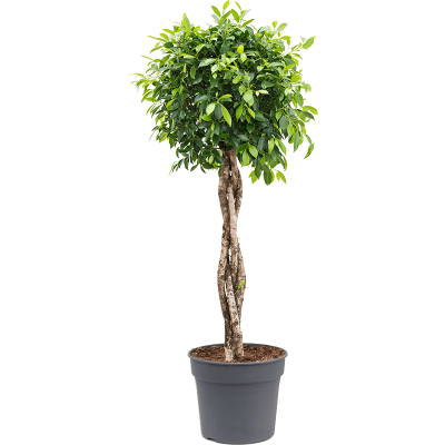 Растение горшечное Фикус/Ficus nitida