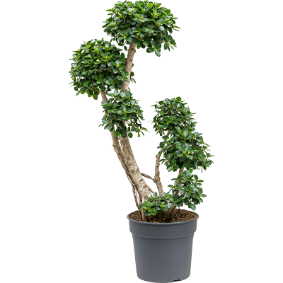 Растение горшечное Фикус/Ficus 'Panda'