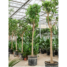 Ficus religiosa (400-500)