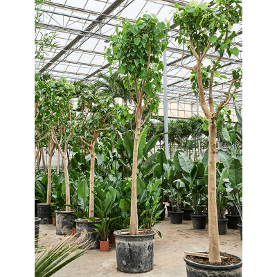 Растение горшечное Фикус/Ficus religiosa (400-500)