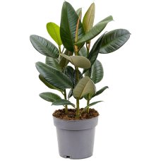 Ficus elastica 'Robusta'