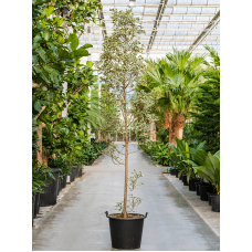 Ficus triangularis 'Sweetheart'