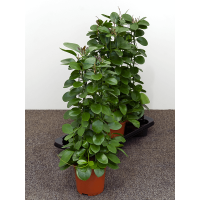 Растение горшечное Хойя/Hoya australis 3/tray