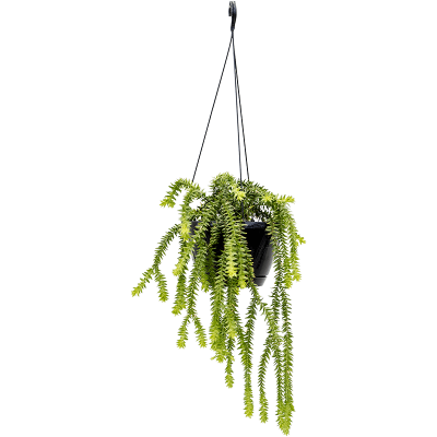 Растение горшечное Ликоподиум/Huperzia squarrosa